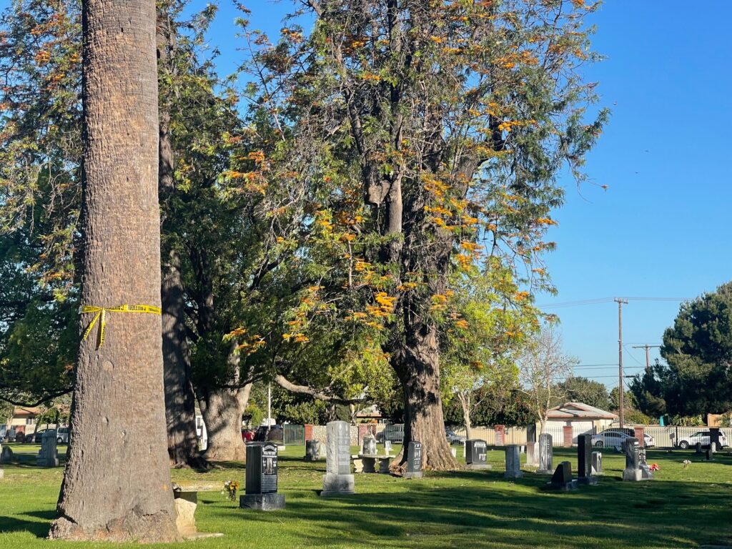 el camino memorial san diego